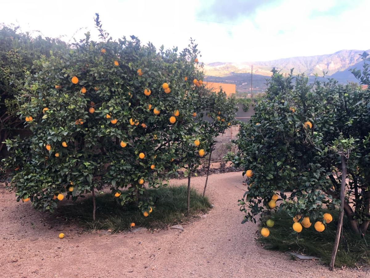 Afrikan Krisant Tenerife, Casa Rural Ecologica Arafo ภายนอก รูปภาพ