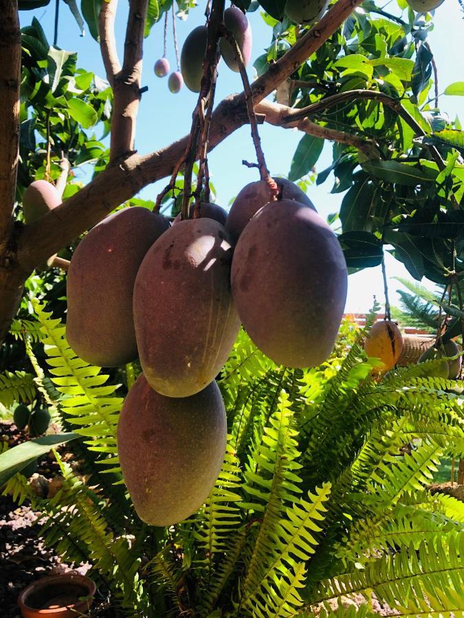 Afrikan Krisant Tenerife, Casa Rural Ecologica Arafo ภายนอก รูปภาพ