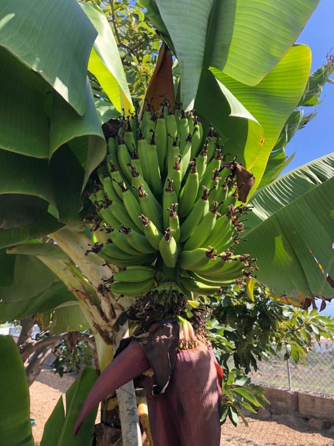 Afrikan Krisant Tenerife, Casa Rural Ecologica Arafo ภายนอก รูปภาพ