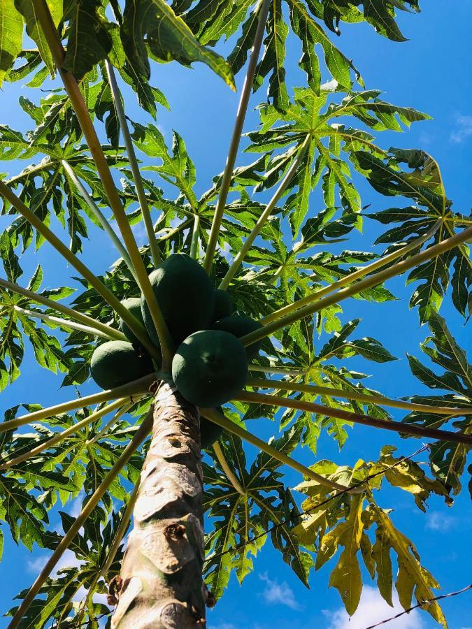 Afrikan Krisant Tenerife, Casa Rural Ecologica Arafo ภายนอก รูปภาพ