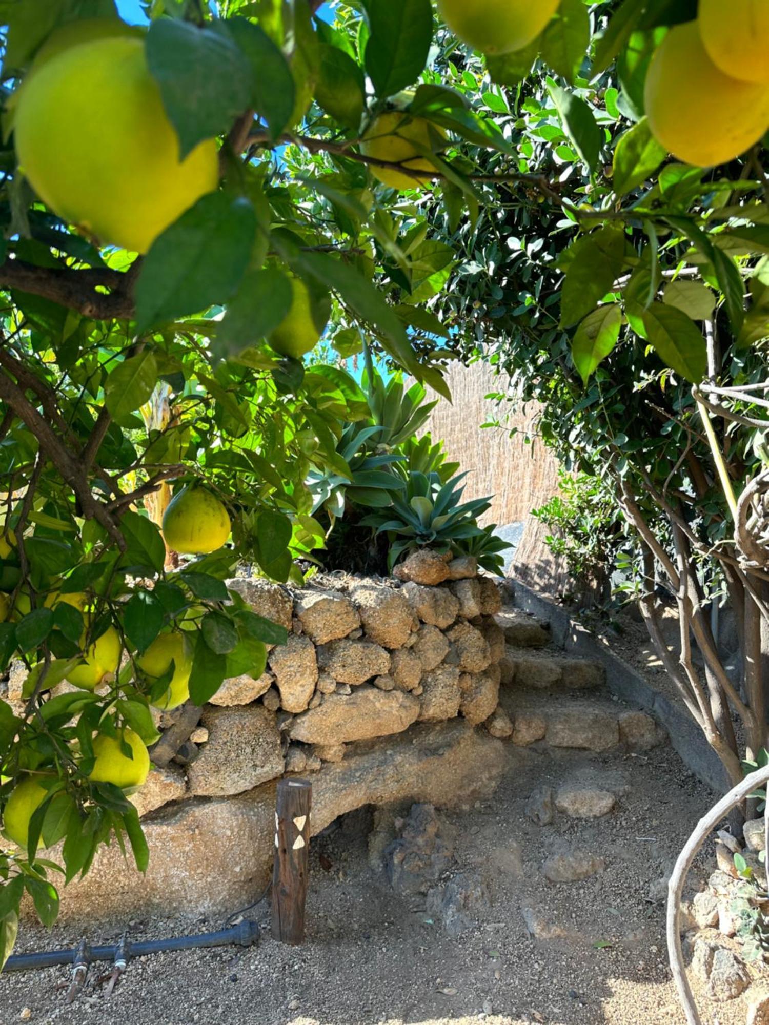 Afrikan Krisant Tenerife, Casa Rural Ecologica Arafo ภายนอก รูปภาพ