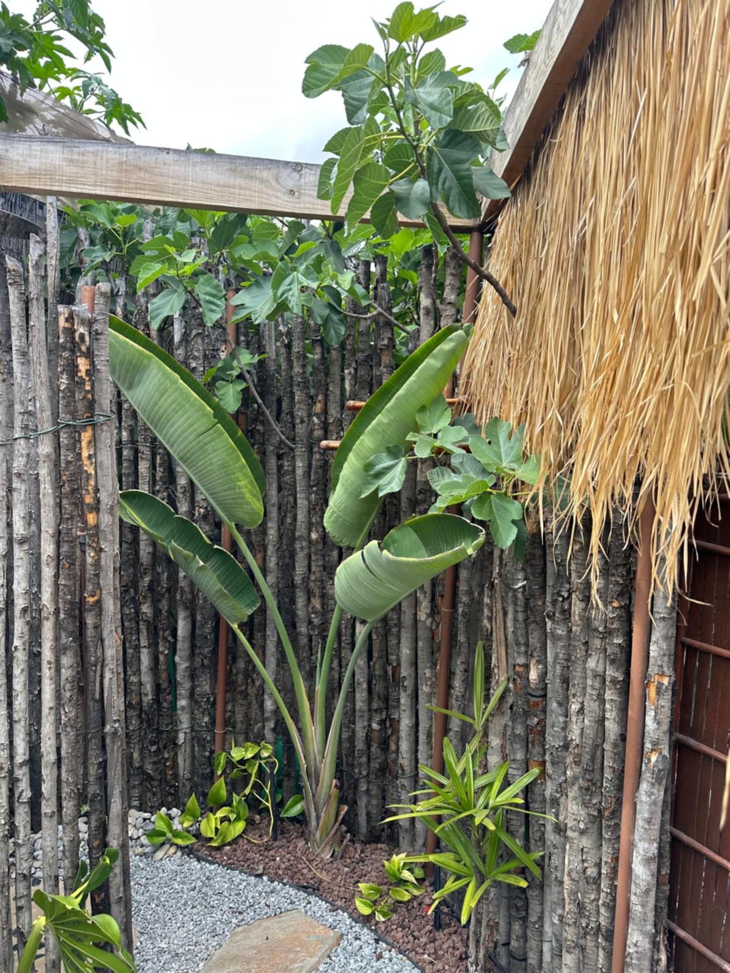 Afrikan Krisant Tenerife, Casa Rural Ecologica Arafo ภายนอก รูปภาพ